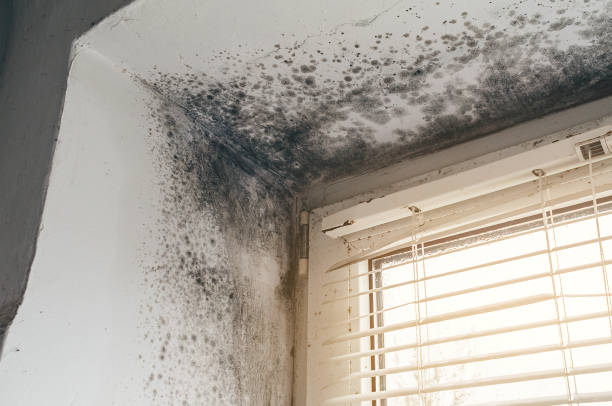 Trusted Black Mold Removal service in Sanford, VA - Cheap Mold Removal
